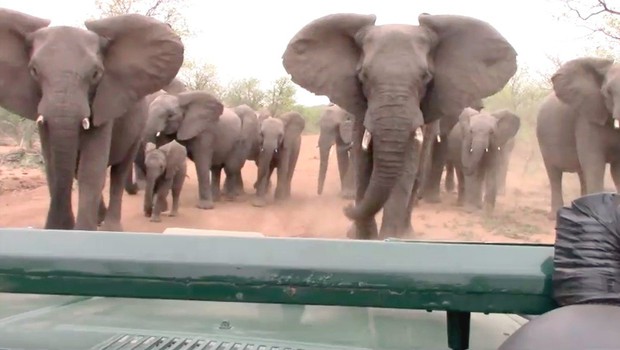 
                            Sramotno! Trumpova vlada spet dovolila uvoz slonovine iz Afrike! (foto: profimedia)