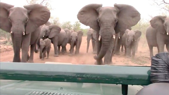 Sramotno! Trumpova vlada spet dovolila uvoz slonovine iz Afrike! (foto: profimedia)