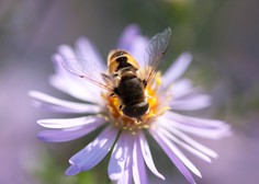 Združeni narodi 20. maj razglasili za svetovni dan čebel