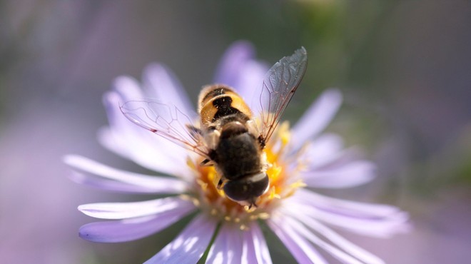 Združeni narodi 20. maj razglasili za svetovni dan čebel (foto: Profimedia)