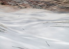 Izjemno redek vremenski pojav: Sneg pobelil sipine v Sahari!