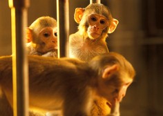 Zaradi spornih in neetičnih poskusov na opicah pri Volkswagnu letijo glave