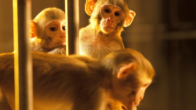Zaradi spornih in neetičnih poskusov na opicah pri Volkswagnu letijo glave (foto: profimedia)