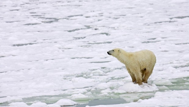 
                            Severni medvedi stradajo zaradi (pre)hitrega taljenja arktičnega ledu! (foto: profimedia)