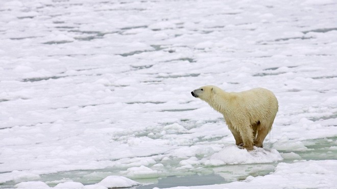 Severni medvedi stradajo zaradi (pre)hitrega taljenja arktičnega ledu! (foto: profimedia)