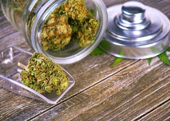 VIDEO: Golob v zapor tihotapil konopljo