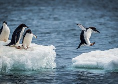 Na oddaljenem otoku Antarktike odkrili 1,5 milijona pingvinov
