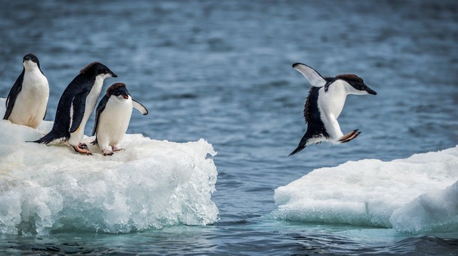 Na oddaljenem otoku Antarktike odkrili 1,5 milijona pingvinov (foto: profimedia)