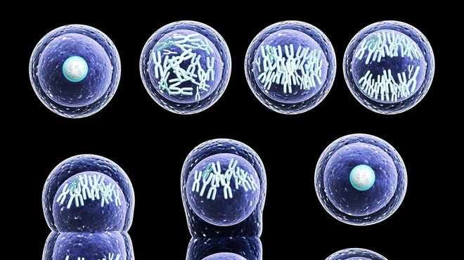 Presaditev matičnih celic bi lahko bila revolucionarna za obolele z multiplo sklerozo (foto: profimedia)