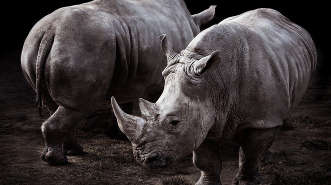 V Keniji je poginil še zadnji samec severnega belega nosoroga! (foto: profimedia)