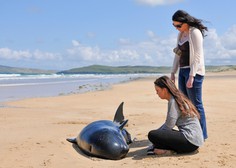 Na avstralski obali nasedlo in poginilo več kot 130 kitov