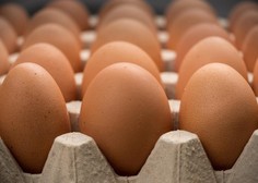 Peticija za odpravo jajc baterijske reje že blizu 7000 podpisov in še raste!