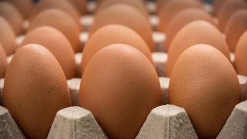Peticija za odpravo jajc baterijske reje že blizu 7000 podpisov in še raste!