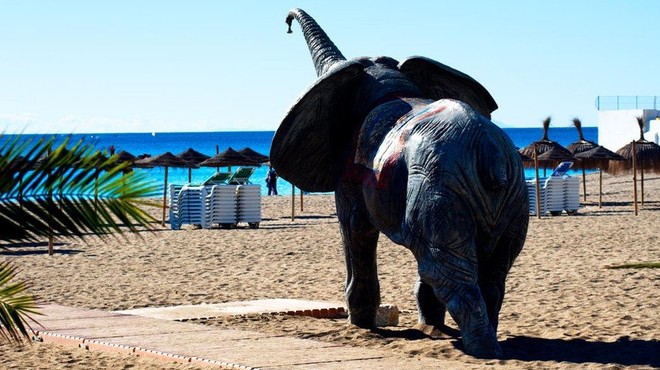 Sloni v Španiji povzročili zastoj na avtocesti (foto: profimedia)