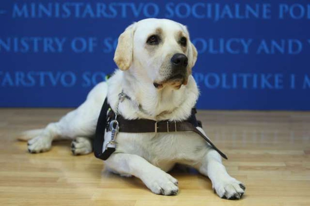 Lesce: Našli psičko vodnico slepih, ki se je izgubila (foto: STA)