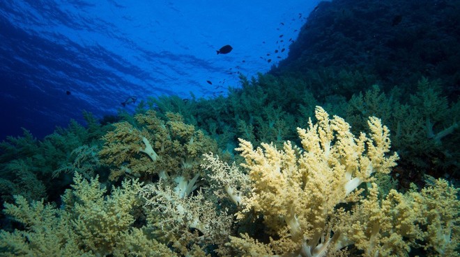 Zaradi ekstremno visokih temperatur morja odmrla tretjina koral (foto: profimedia)