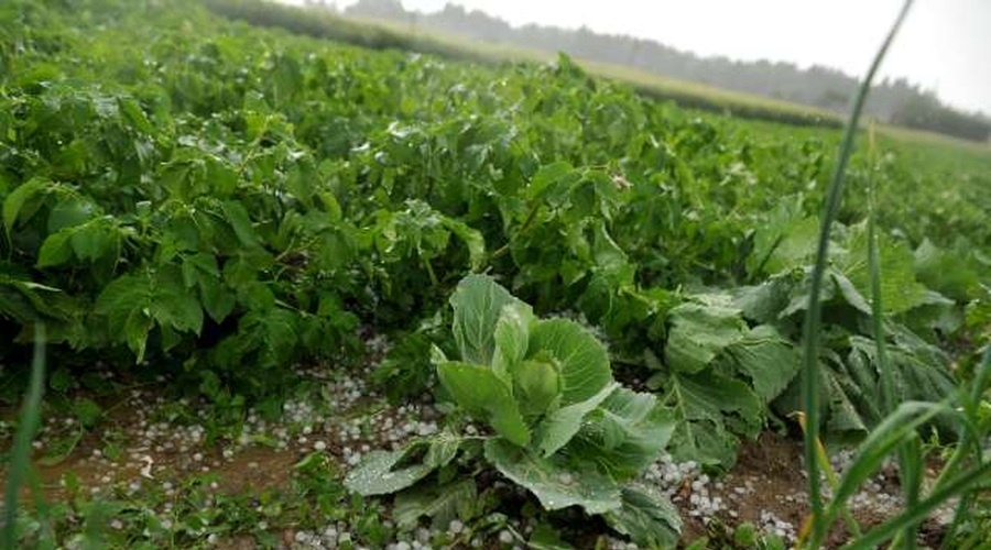 Neurje s točo močno prizadelo trajne nasade in poljščine v Pomurju (foto: profimedia)