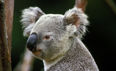 Avstralija želi s programom, vrednim dobrih 28 milijonov evrov, zaščititi koale!