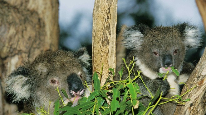 Avstralija želi s programom, vrednim dobrih 28 milijonov evrov, zaščititi koale! (foto: profimedia)