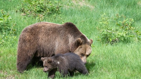 Medvedka z mladičem opažena na Ljubljanskem barju