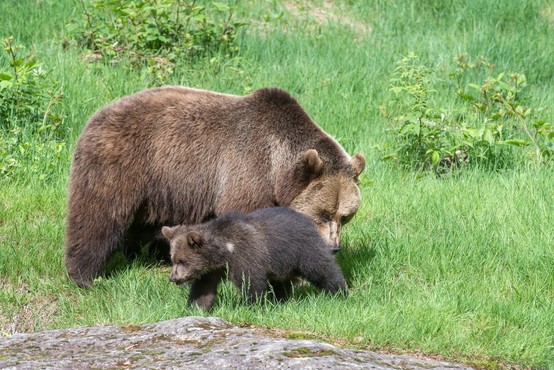 Medvedka z mladičem opažena na Ljubljanskem barju
