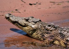 Jezni Indonezijci zaradi smrti sovaščana pokončali 292 krokodilov