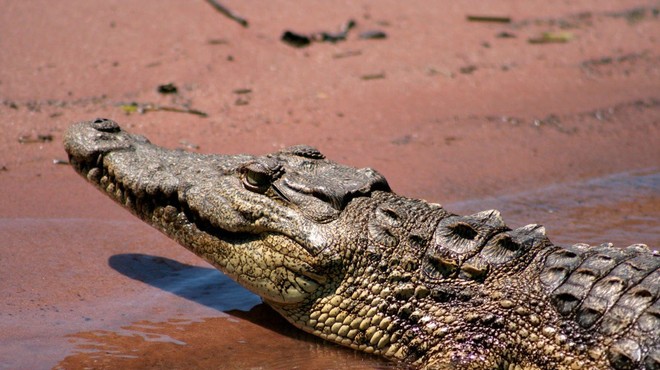Jezni Indonezijci zaradi smrti sovaščana pokončali 292 krokodilov (foto: profimedia)