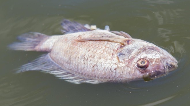 Pogin rib na sotočju Soče in Tolminke (foto: profimedia)