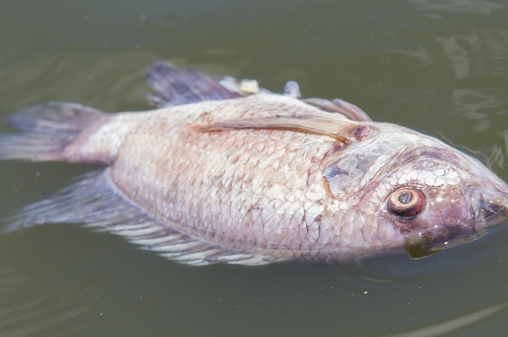 Pogin rib na sotočju Soče in Tolminke (foto: profimedia)