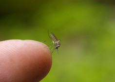 V Srbiji trije mrtvi zaradi virusa, ki ga prenašajo komarji
