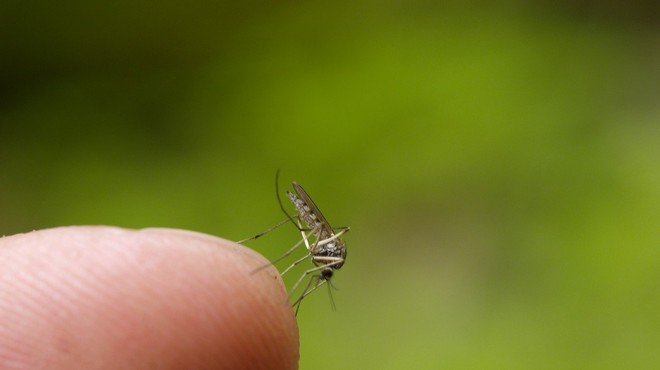 V Srbiji trije mrtvi zaradi virusa, ki ga prenašajo komarji (foto: Profimedia)