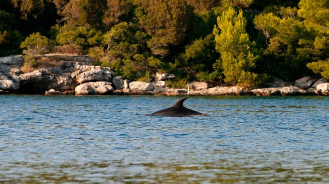 Navadni delfini spet v Jadranskem morju! (foto: Profimedia)