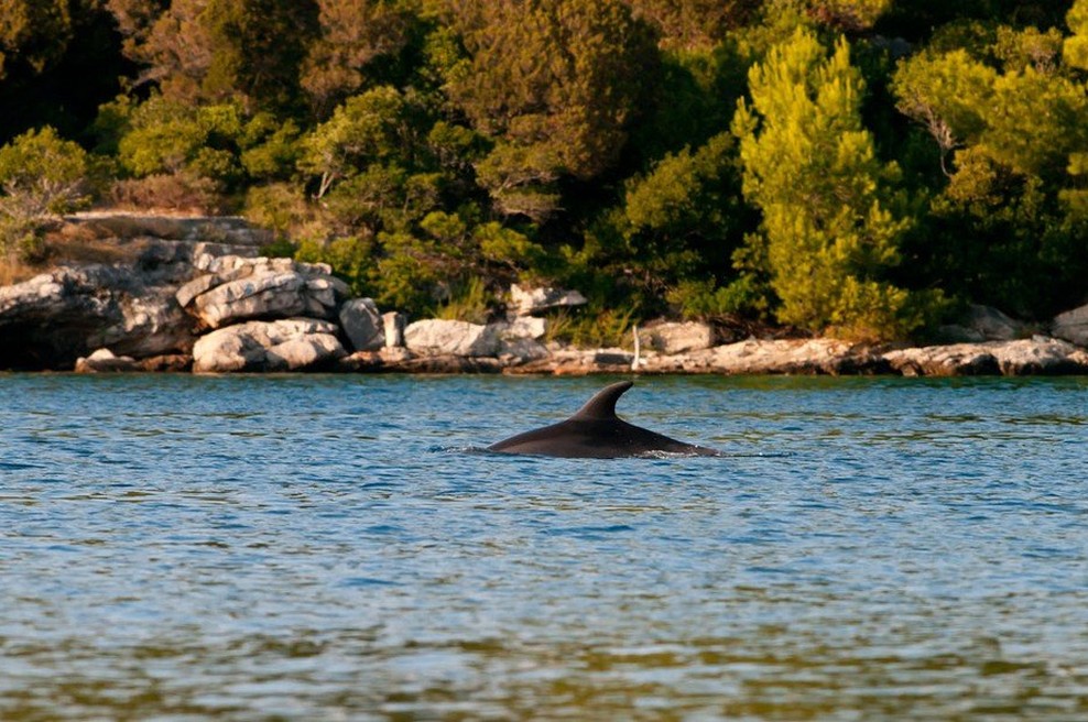 Navadni delfini spet v Jadranskem morju! (foto: Profimedia)