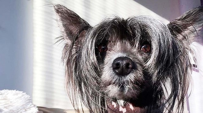 Kitajski goli pes Juky (foto: osebni arhiv)