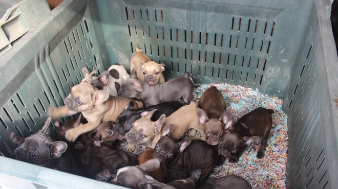 Pomurski policisti odkrili Italijana, ki sta nezakonito prevažala 107 pasjih mladičkov! (foto: STA)