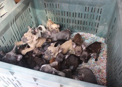Pomurski policisti odkrili Italijana, ki sta nezakonito prevažala 107 pasjih mladičkov!
