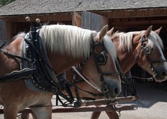 Podivjana konja v Šmartnem ob Paki povzročila nenavadno prometno nesrečo