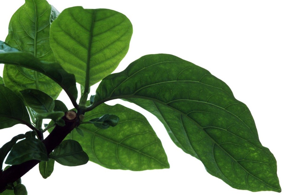 Zdravilnemu perujskemu kininovcu zaradi širjenja plantaž grozi izumrtje