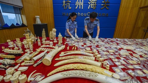 Kitajska nepričakovano odpravlja 25-letno prepoved trgovanja z deli tigrov in nosorogov