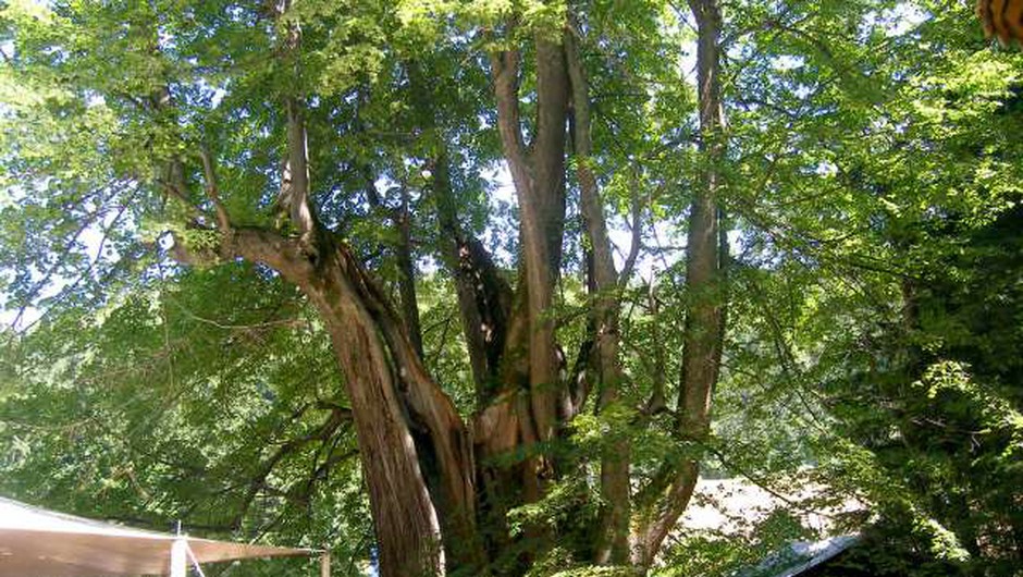 
                            V ujmi poškodovano najdebelejše drevo v državi - Najevska lipa (foto: STA)