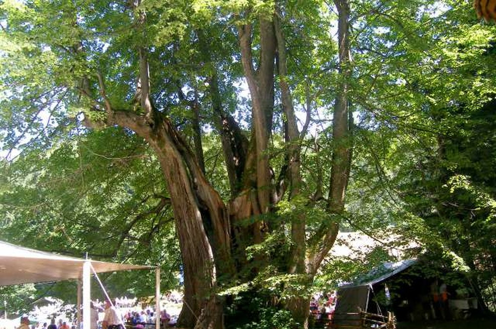 V ujmi poškodovano najdebelejše drevo v državi - Najevska lipa (foto: STA)