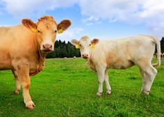 Na referendumu so Švicarji med drugim odločali tudi o kravjih rogovih