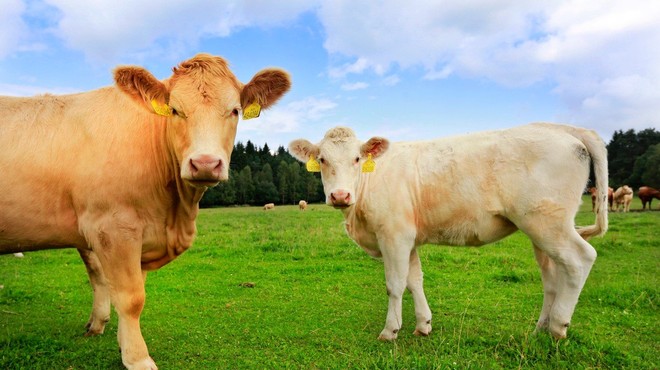 Na referendumu so Švicarji med drugim odločali tudi o kravjih rogovih (foto: profimedia)