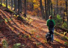 Drobna nevarnost, ki preti v gozdu, a ima lahko hude posledice: kako se najbolje zaščititi?