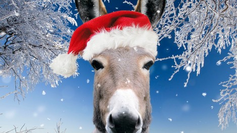 Osliček z močnim sporočilom