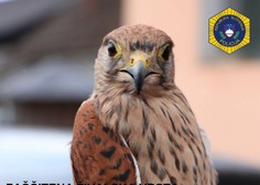 Zavarovano ptico postovko policisti rešili iz ujetništva