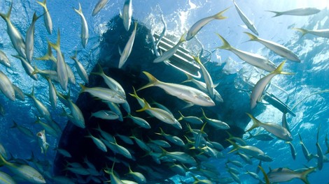 V črevesju živali iz globin oceanov našli koščke plastike!