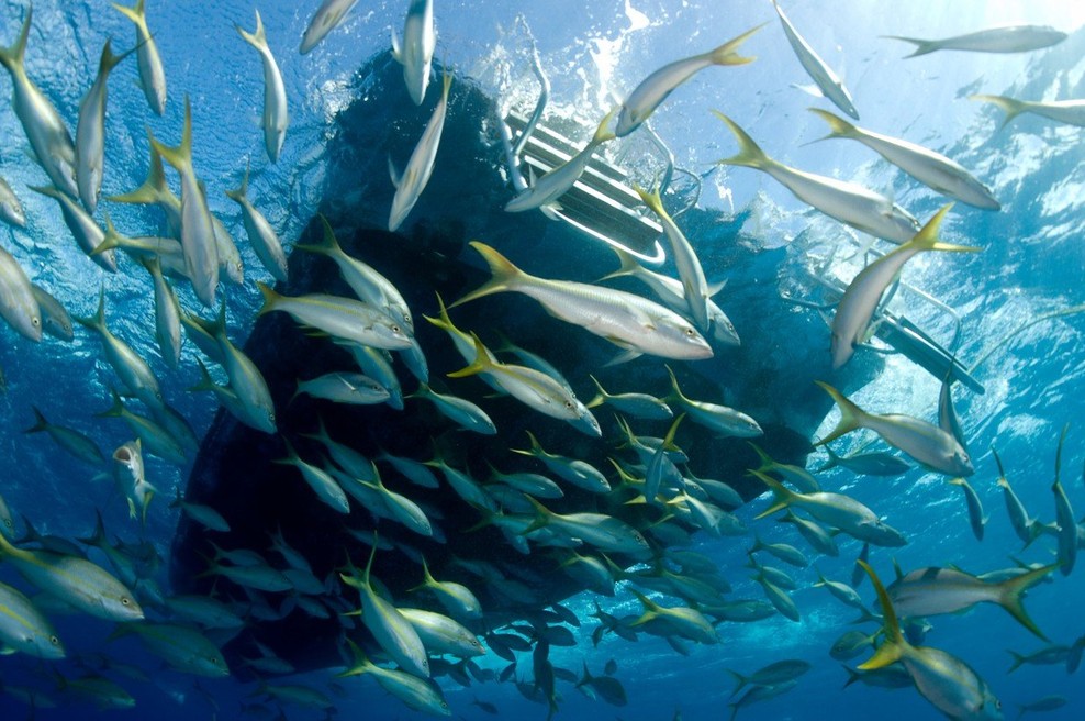 V črevesju živali iz globin oceanov našli koščke plastike! (foto: profimedia)