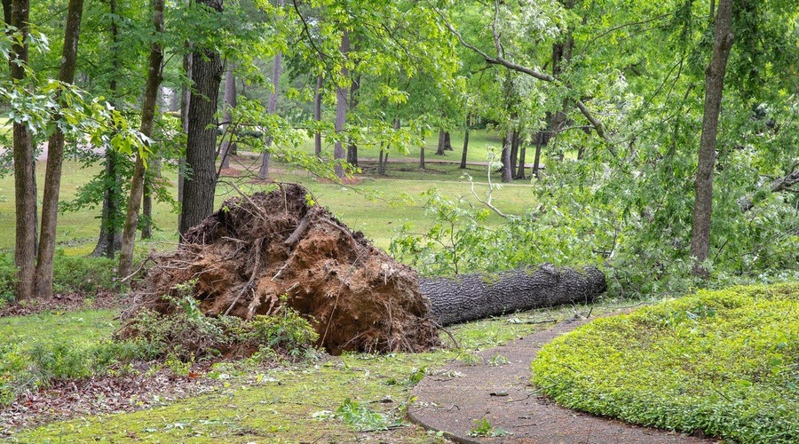 Močan veter povzročal številne nevšečnosti po državi (foto: Profimedia)