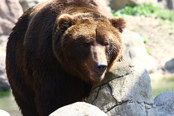 Slovenska medvedka v Franciji in Španiji napadla drobnico in vznemirila kmete